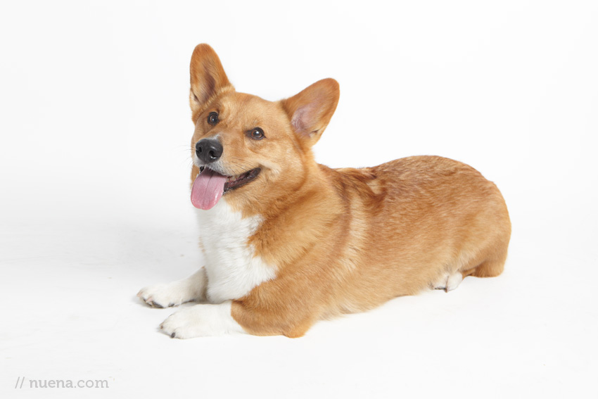 Bailey the Corgi | Nuena Photography | San Francisco Pet Photographer