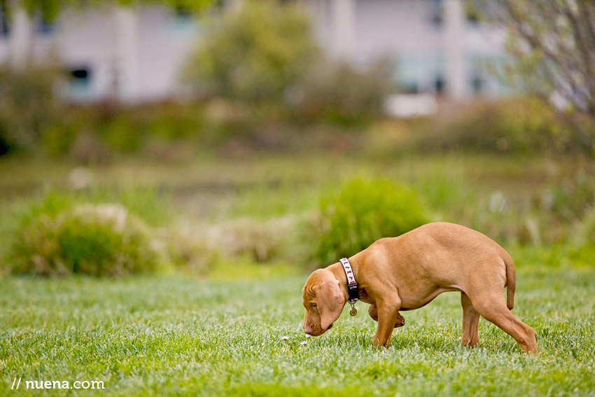 Bijou the Vizsla Puppy | Nuena Photography | San Francisco Pet Photographer