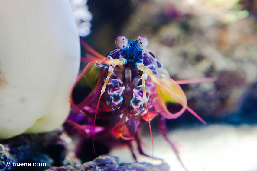 Peacock Mantis Shrimp | California Academy of Sciences | Nuena Photography | San Francisco Animal Photographer