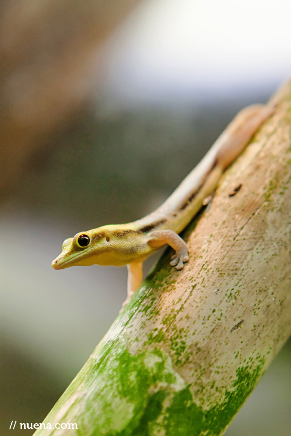 Klemmer's Yellow Headed Day Gecko | California Academy of Sciences | Nuena Photography | San Francisco Animal Photographer
