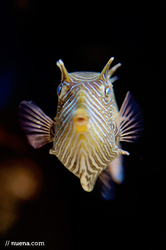 Shaw's Boxfish | California Academy of Sciences | Nuena Photography | San Francisco Animal Photographer