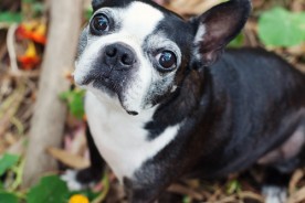 San Francisco Pet Photographer | Chelsea the Boston Terrier | Nuena Photography