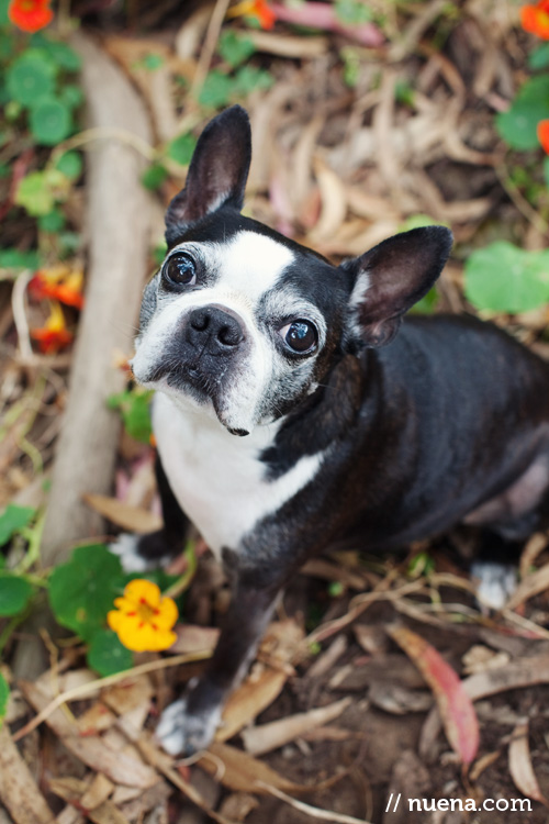 San Francisco Pet Photographer | Chelsea the Boston Terrier | Nuena Photography