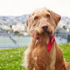 Cricket the Wirehaired Vizsla | Nuena Photography | San Francisco Pet Photographer
