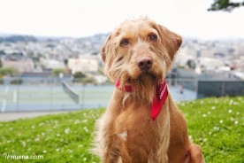 Cricket the Wirehaired Vizsla | Nuena Photography | San Francisco Pet Photographer