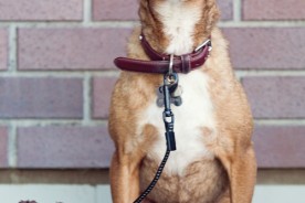 Daily Dog: Deuce the Chihuahua Mix | Nuena Photography | San Francisco Pet Photographer