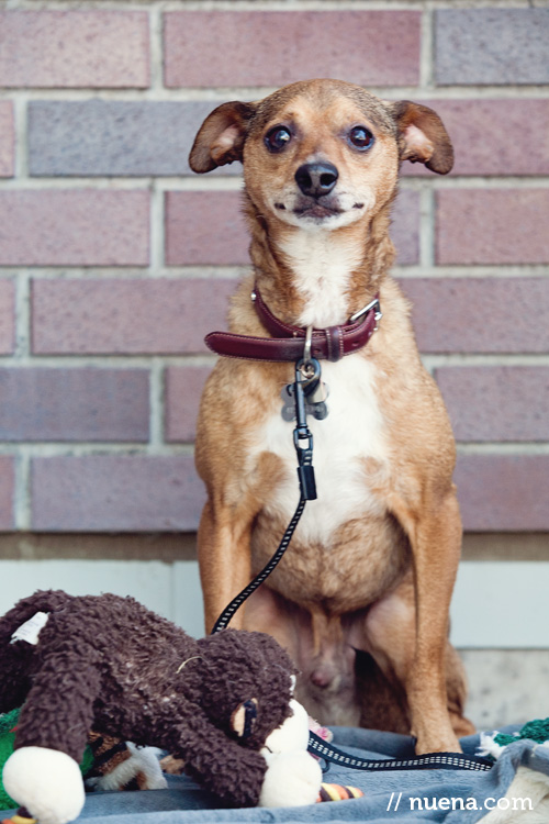 Daily Dog: Deuce the Chihuahua Mix | Nuena Photography | San Francisco Pet Photographer