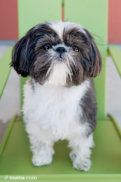 Ella the Shih Tzu | Nuena Photography | San Francisco Pet Photographer