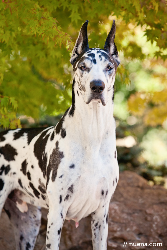 Harley the Great Dane | Nuena Photography | San Francisco Pet Photographer