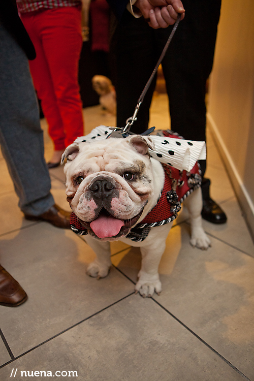 Cicero the Bulldog | Haute Dog SF at SFDC | Nuena Photography | San Francisco Event Photographer