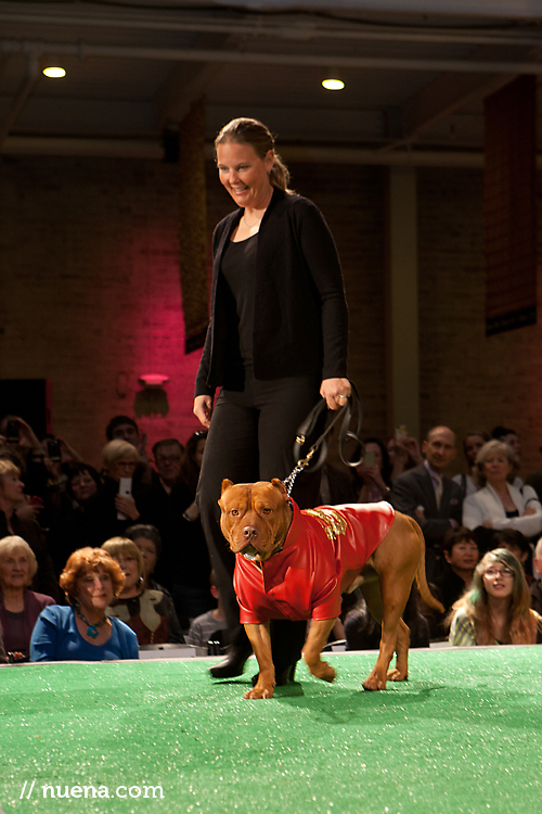 King the Pitbull | Haute Dog SF at SFDC | Nuena Photography | San Francisco Event Photographer