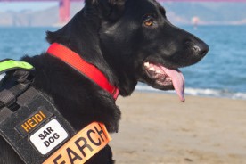 Heidi the German Shepherd Dog | Nuena Photography | San Francisco Pet Photographer
