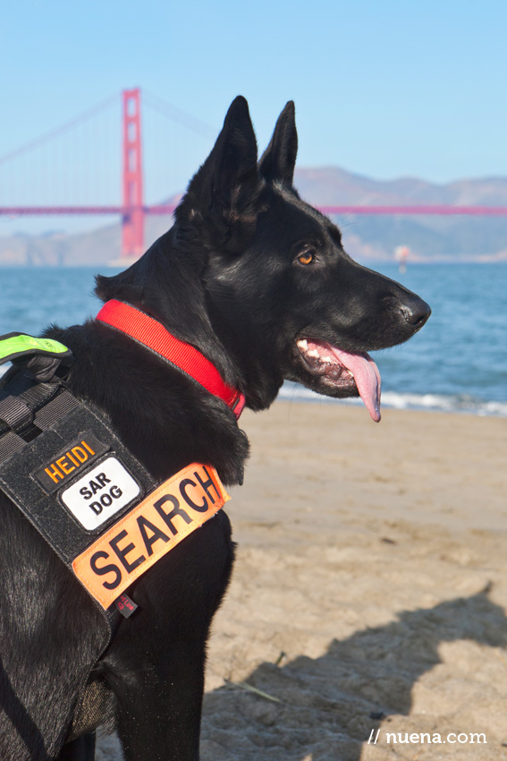 Heidi the German Shepherd Dog | Nuena Photography | San Francisco Pet Photographer