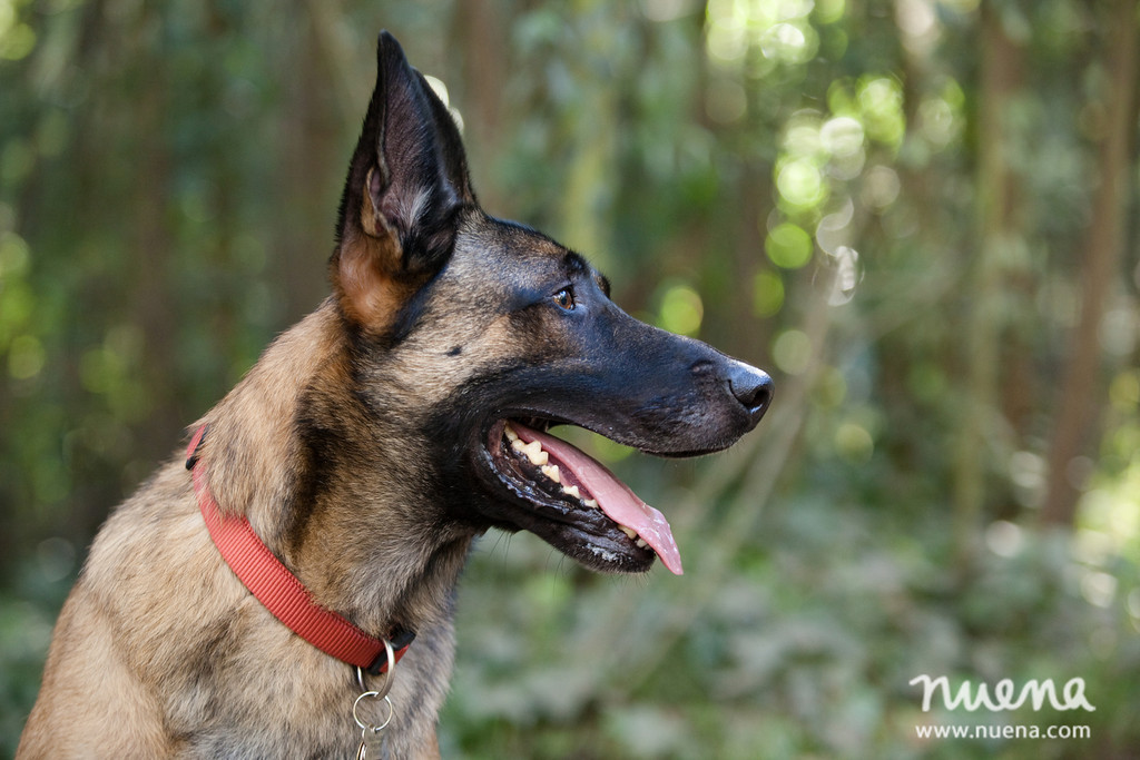 Daily Dog: Hemi the Belgian Malinois