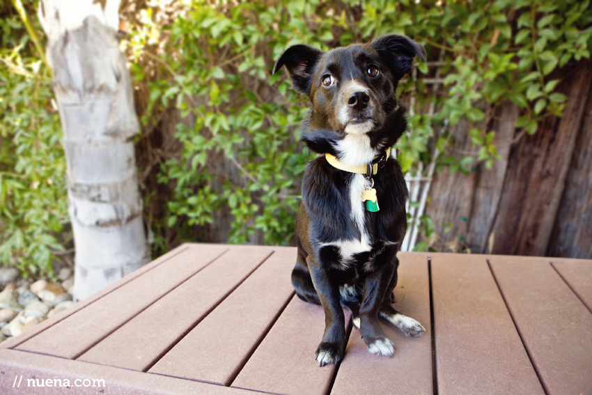 Kyna the Terrier Mix | Nuena Photography | San Francisco Pet Photographer