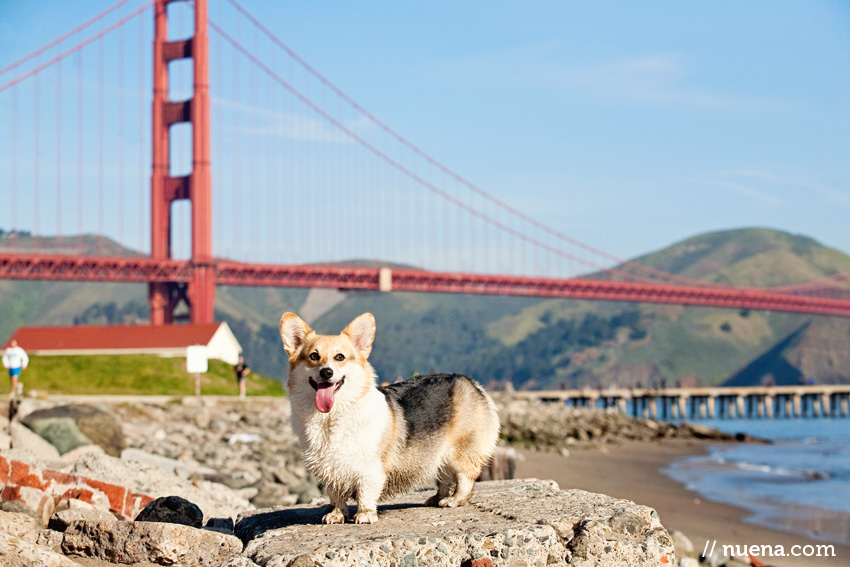 Daily Dog: Maka the Pembroke Welsh Corgi | Nuena Photography | San Francisco Pet Photographer