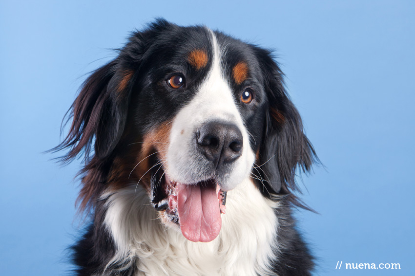 San Francisco Pet Photographer | Gulf Blue Backdrop Paper | Nuena Photography