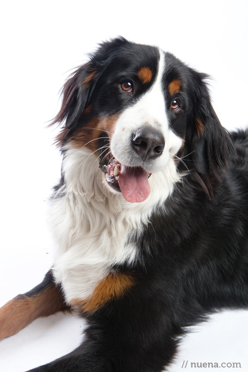 San Francisco Pet Photographer | Nuena Photography | Matti the Bernese Mountain Dog