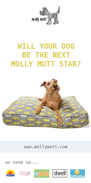 Molly Mutt Dog Casting Call | Nuena Photography