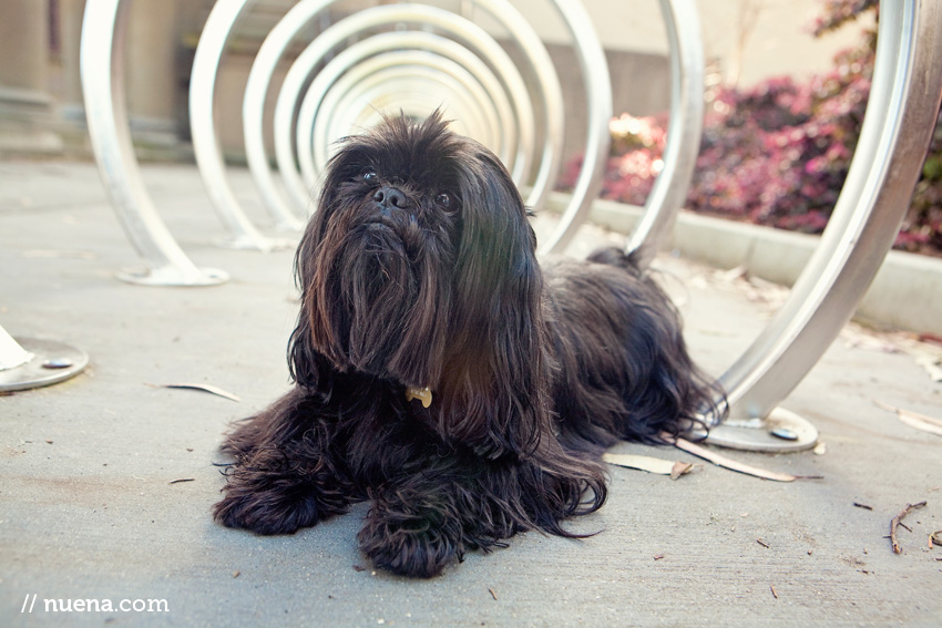 Molly the Shih Tzu | Nuena Photography | San Francisco Pet Photographer