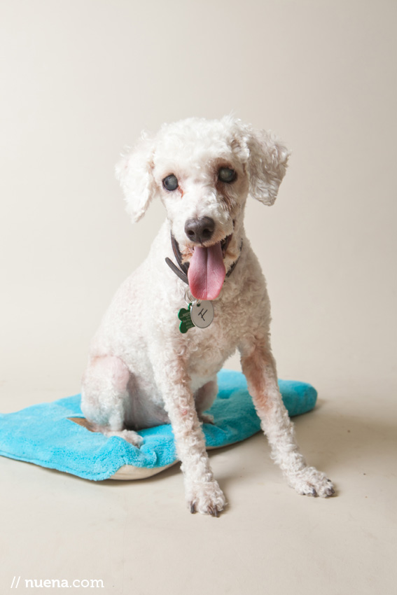 T-Bone from Muttville Senior Dog Rescue | Nuena Photography | San Francisco Dog Photographer