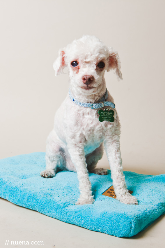 Little Willy the Mini Poodle from Muttville | Nuena Photography | San Francisco Dog Photographer