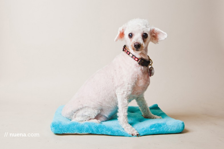 Lambchop the Mini Poodle from Muttville | Nuena Photography | San Francisco Dog Photographer