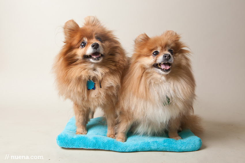 Jazzy and Millie the Pomeranians | Muttville Senior Dog Rescue | Nuena Photography