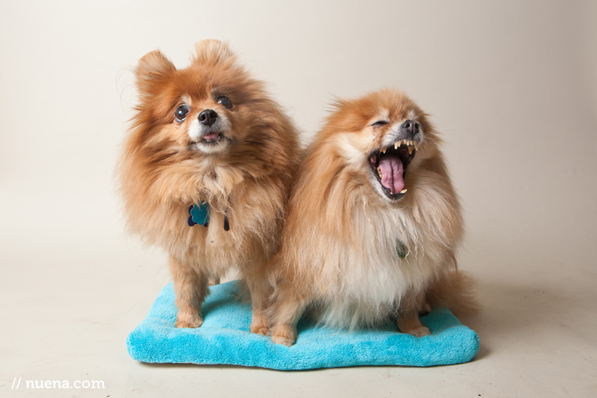 Jazzy and Millie the Pomeranians | Muttville Senior Dog Rescue | Nuena Photography