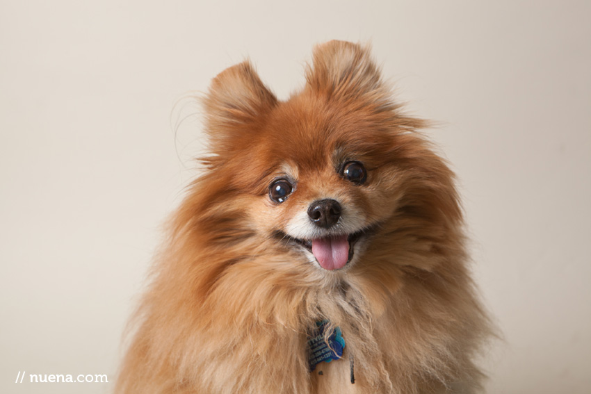 Jazzy the Pomeranian | Muttville Senior Dog Rescue | Nuena Photography