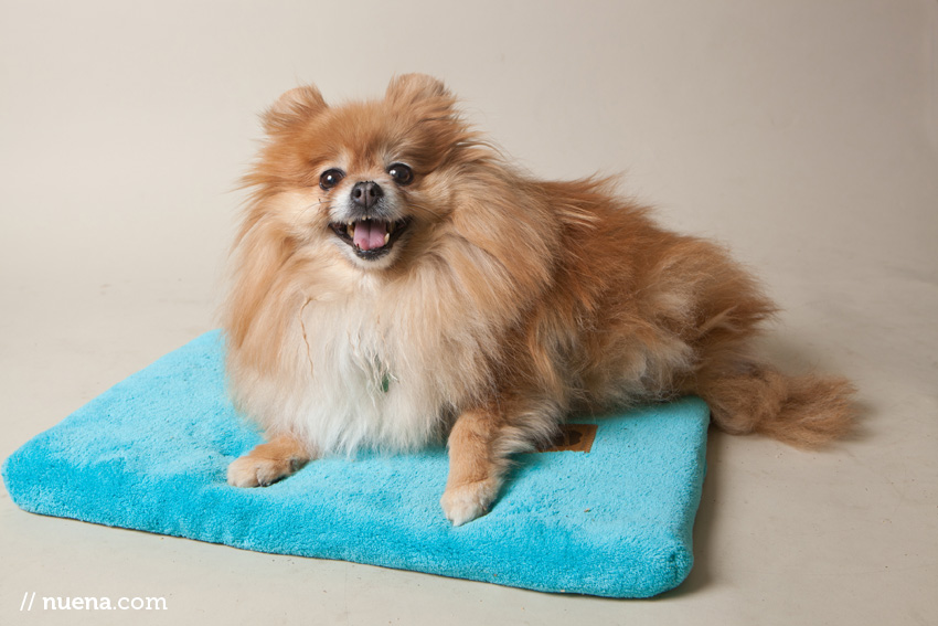 Millie the Pomeranian | Muttville Senior Dog Rescue | Nuena Photography