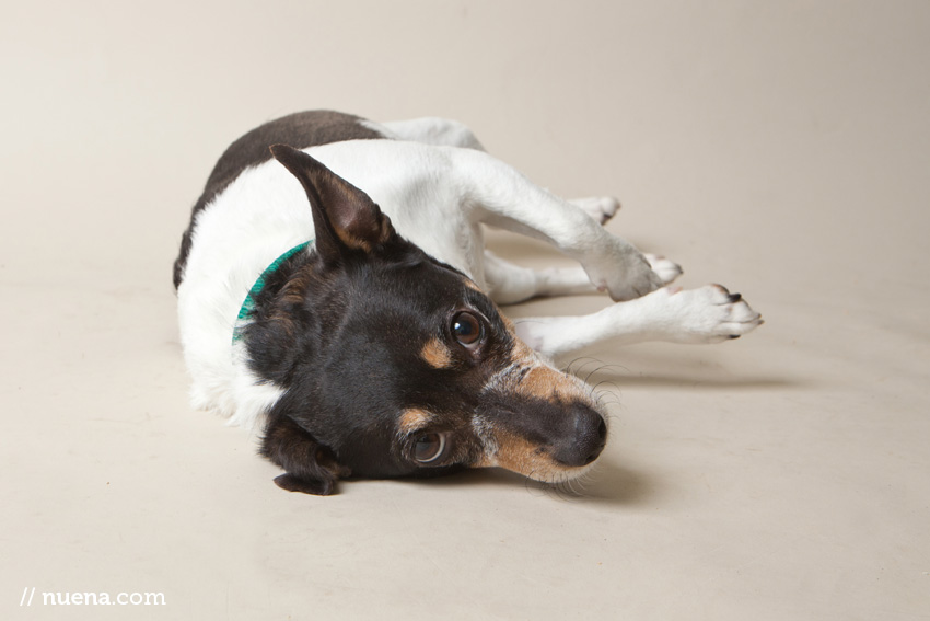 Julie the Rat Terrier | Muttville Senior Dog Rescue | Nuena Photography | San Francisco Dog Photographer