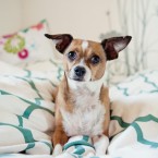 Oliver the Chihuahua Mix | Nuena Photography | San Francisco Pet Photographer