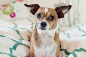 Oliver the Chihuahua Mix | Nuena Photography | San Francisco Pet Photographer