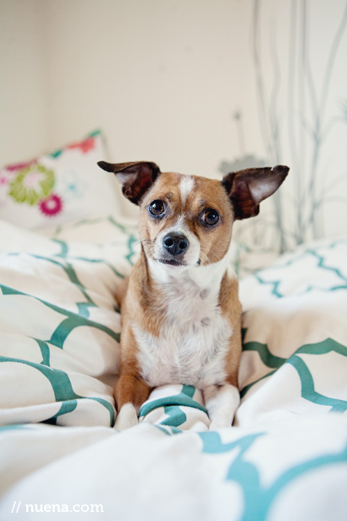 Oliver the Chihuahua Mix | Nuena Photography | San Francisco Pet Photographer