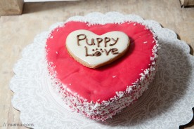 Paw Patch Pastries | Nuena Photography | San Francisco Commercial and Pet Photographer