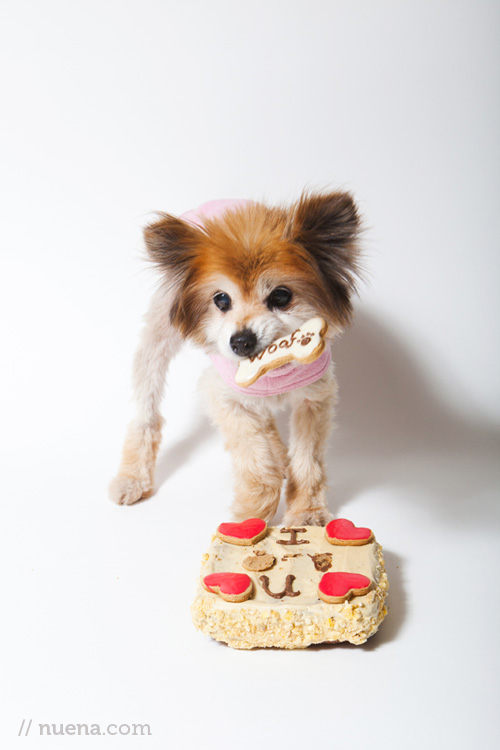 Paw Patch Pastries | Nuena Photography | San Francisco Commercial and Pet Photographer