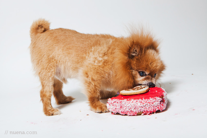 Paw Patch Pastries | Nuena Photography | San Francisco Commercial and Pet Photographer