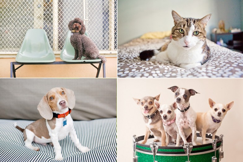 Pets | Nuena Photography | San Francisco Pet Photographer