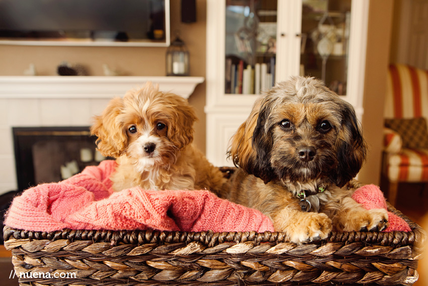 Posey + Lily the CavaPoo Puppies | Nuena Photography | San Francisco Pet Photographer