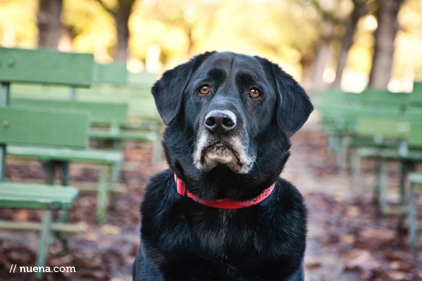 Potter the Black Lab | Nuena Photography | San Francisco Pet Photographer