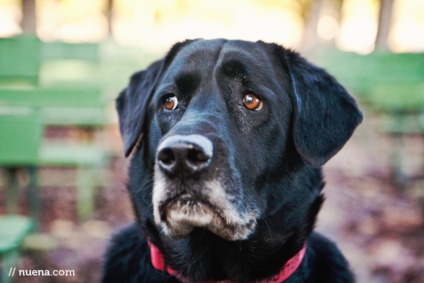 Potter the Black Lab | Nuena Photography | San Francisco Pet Photographer