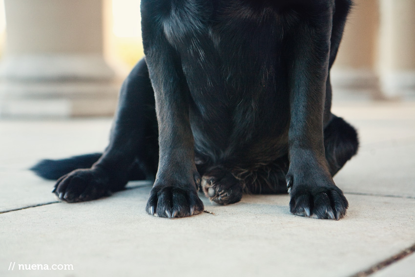 Potter the Black Lab | Nuena Photography | San Francisco Pet Photographer