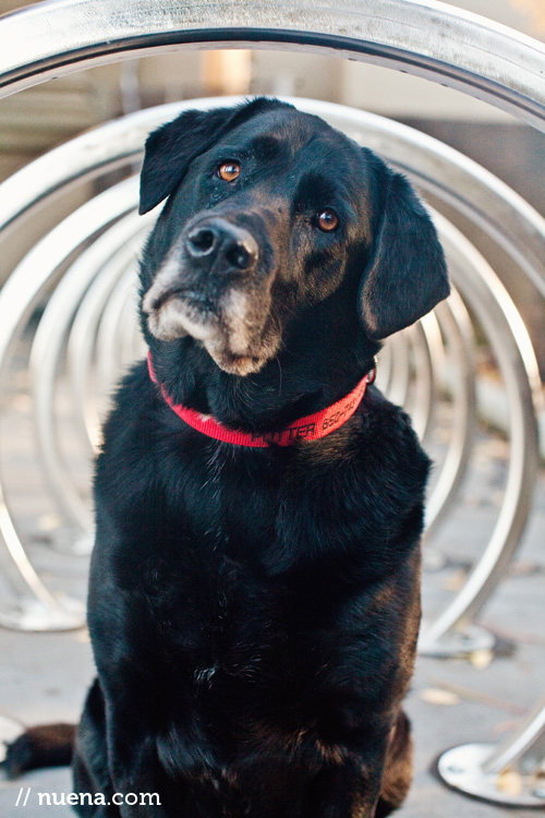 Potter the Black Lab | Nuena Photography | San Francisco Pet Photographer