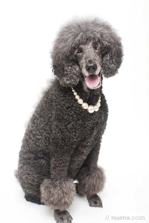 Queen Flea Wee the Standard Poodle | Nuena Photography | San Francisco Pet Photographer