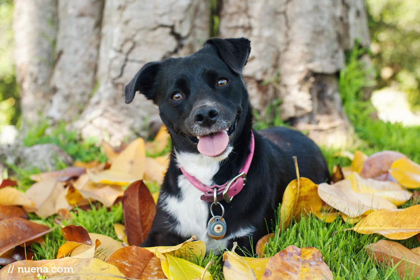 Roo the Terrier Mix | Nuena Photography