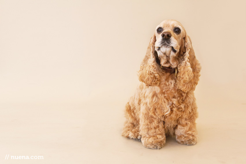 Sassy the Cocker Spaniel | Nuena Photography | San Francisco Pet Photographer