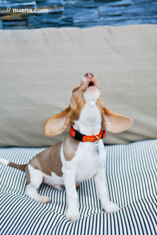 Shorty the Beagle Puppy | Nuena Photography | San Francisco Pet Photographer