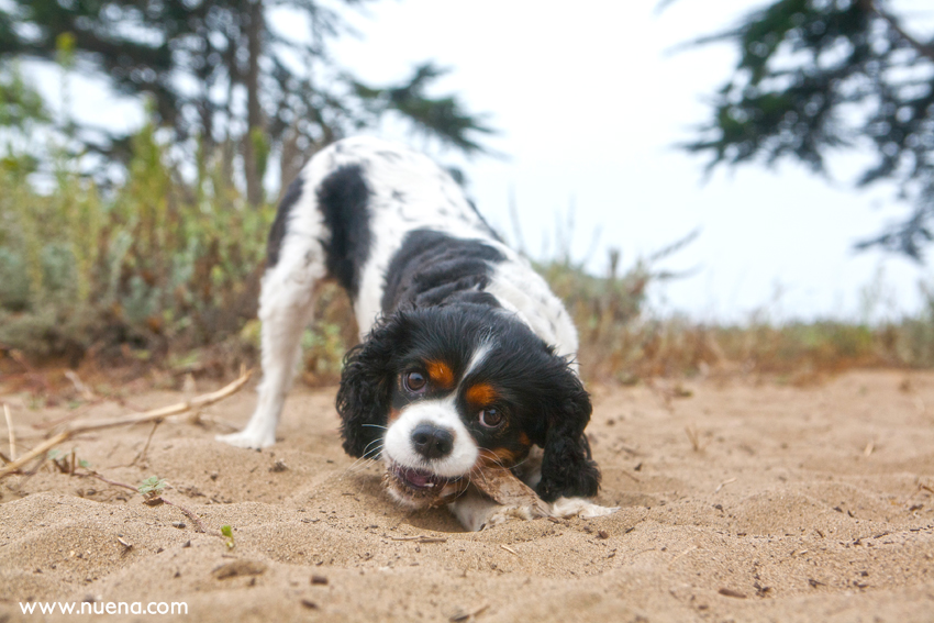 Daily Dog: Sophie the Cavalier King Charles Spaniel | Nuena Photography | San Francisco Pet Photographer