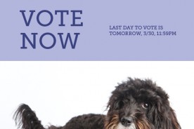 Vote Nuena Photography Best Pet Photographer in the Bay Area A-List